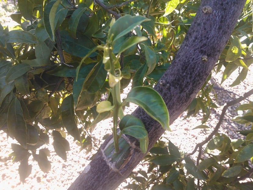 Injerto de yema realizado en el tronco de un naranjo joven