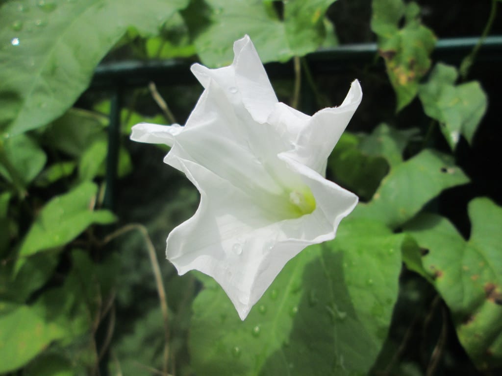 Calystegia sepium: la correhuela mayor y cómo controlarla
