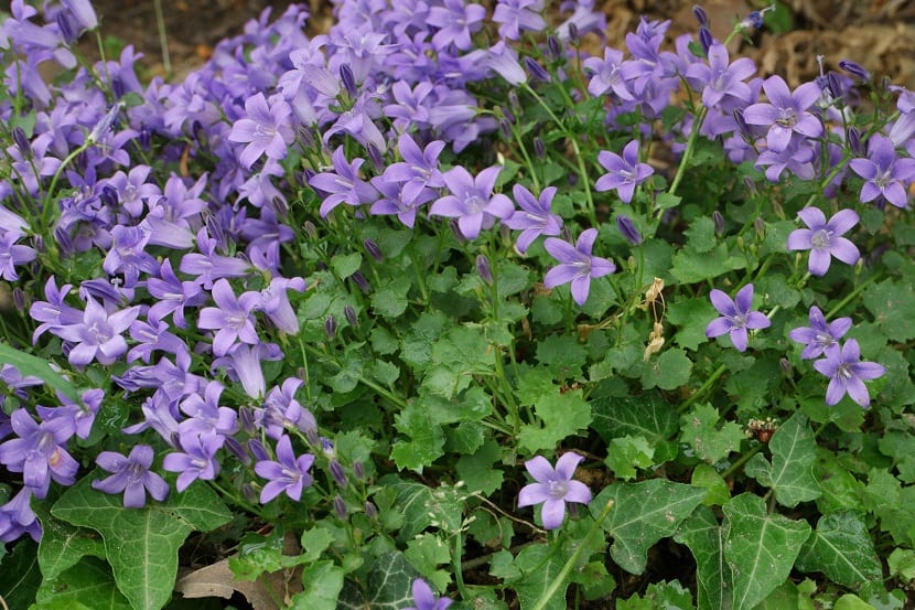 Campanula portenschlagiana: cuidados y usos en jardín