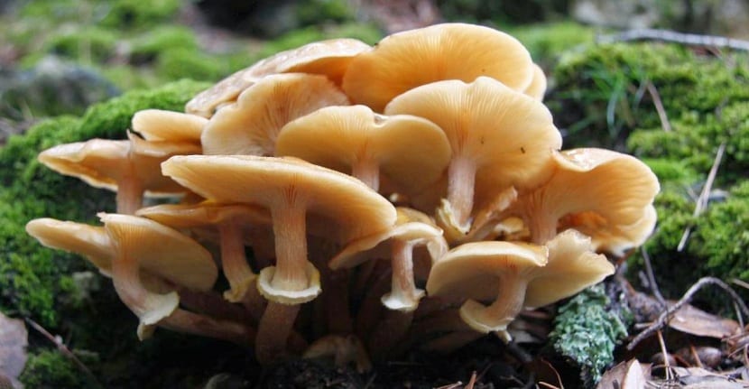 Hongos creciendo sobre materia orgánica en descomposición