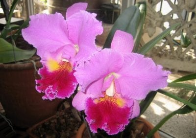 Cattleya adulta con varios pseudobulbos desarrollados