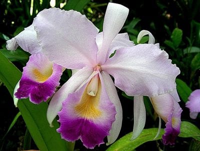 Flores de Cattleya abiertas mostrando el labelo característico