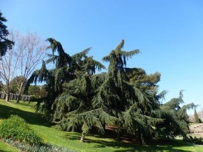 Ejemplar adulto de cedro del Himalaya con ramas colgantes