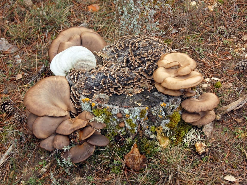 Setas de champiñón ostra creciendo en repisas sobre un tronco