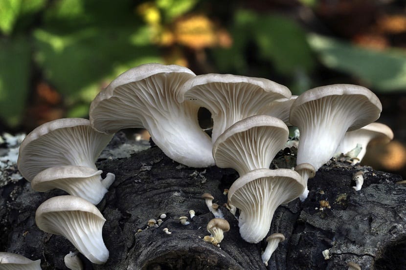 Pleurotus ostreatus: identificar y cultivar la seta de ostra