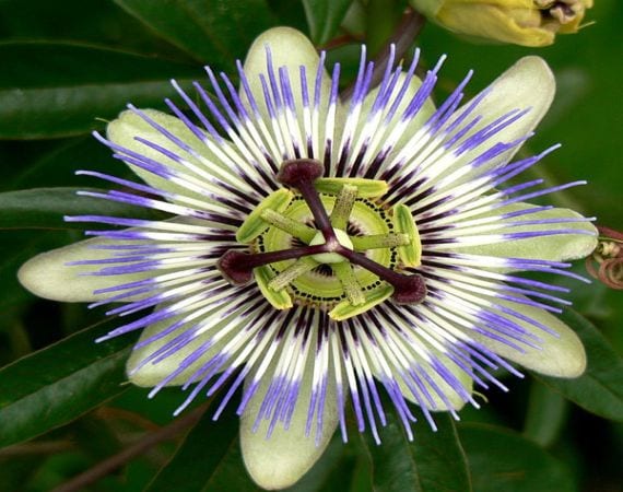Proteger el jardín en invierno: cinco tareas clave
