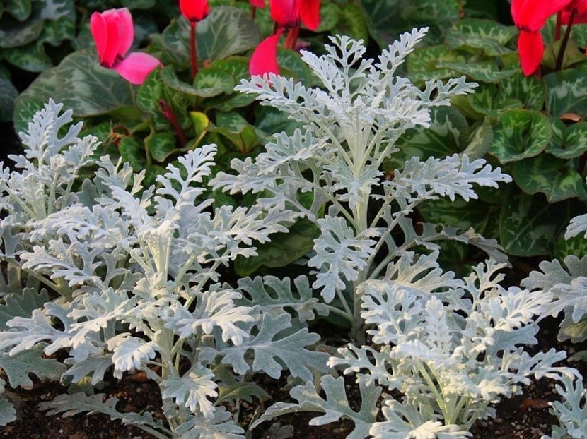 Detalle de las hojas tomentosas de la cineraria gris