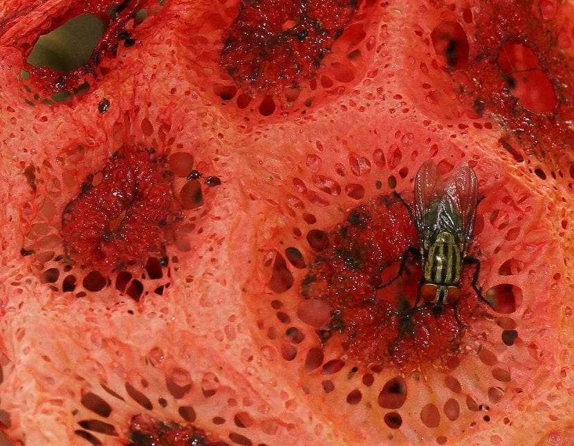 Detalle de la retícula de bordes crespos del hongo Clathrus crispus