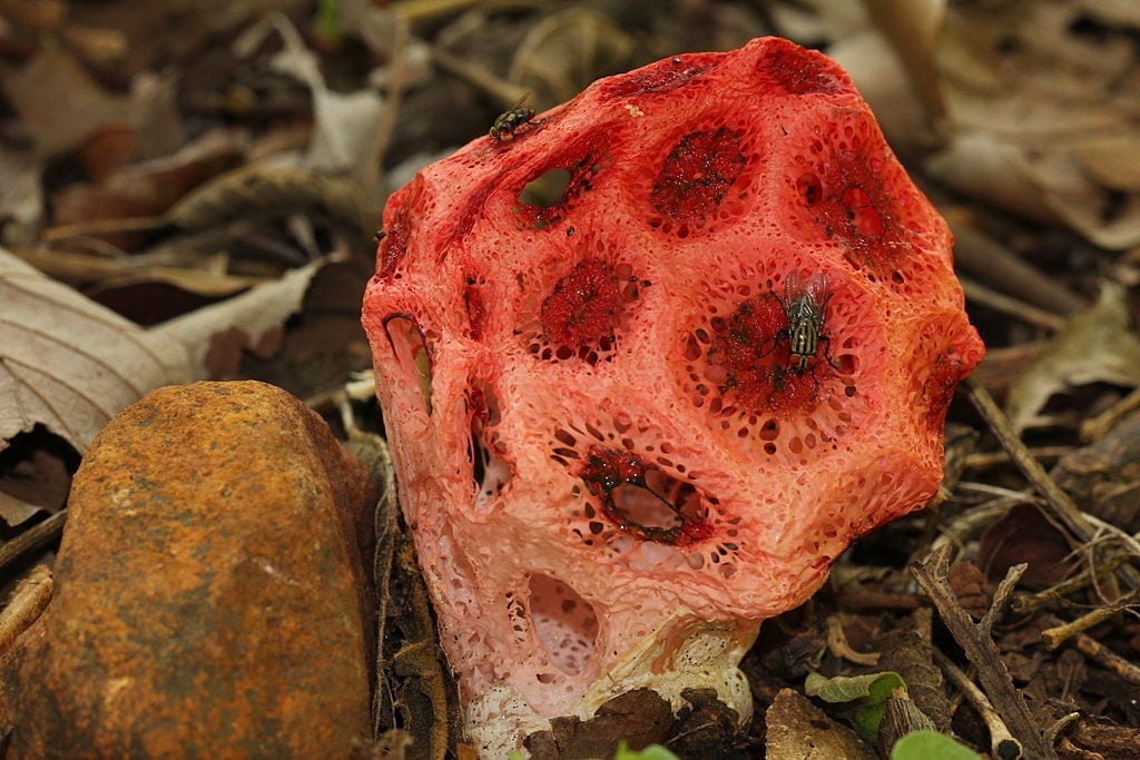 Clathrus crispus: el hongo celosía que huele a carroña