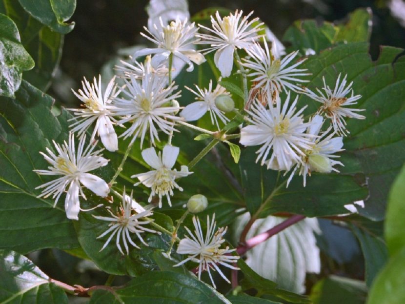 Flores blancas de cuatro sépalos de Clematis vitalba