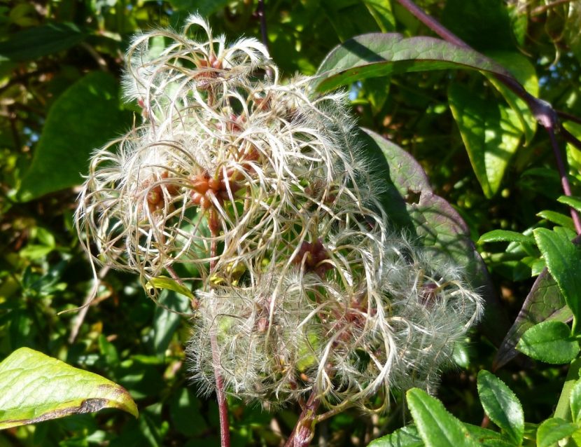 Rama de Clematis vitalba con los frutos plumosos característicos