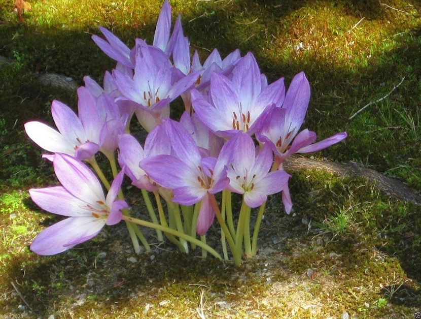 Detalle de las flores púrpuras del Colchicum autumnale