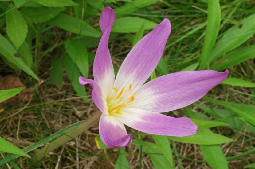 Flores rosadas de Colchicum autumnale emergiendo del suelo sin hojas