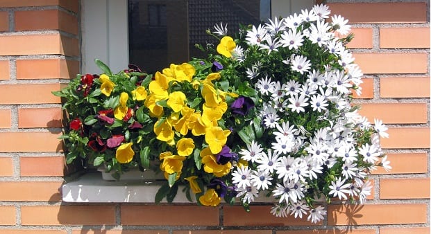 Cómo combinar plantas en jardineras sin fallar
