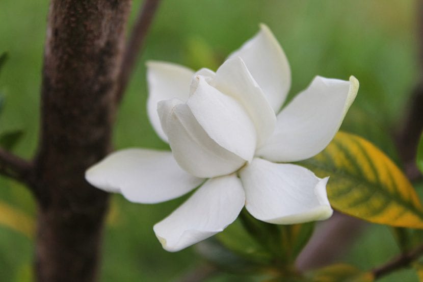 Gardenia en flor, una de las plantas acidófilas más exigentes con el pH del agua