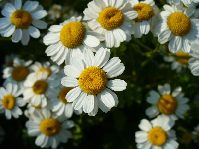 Flores blancas de Tanacetum parthenium, la matricaria