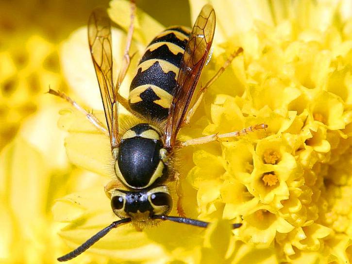 Cómo ahuyentar las avispas de la piscina sin trucos falsos