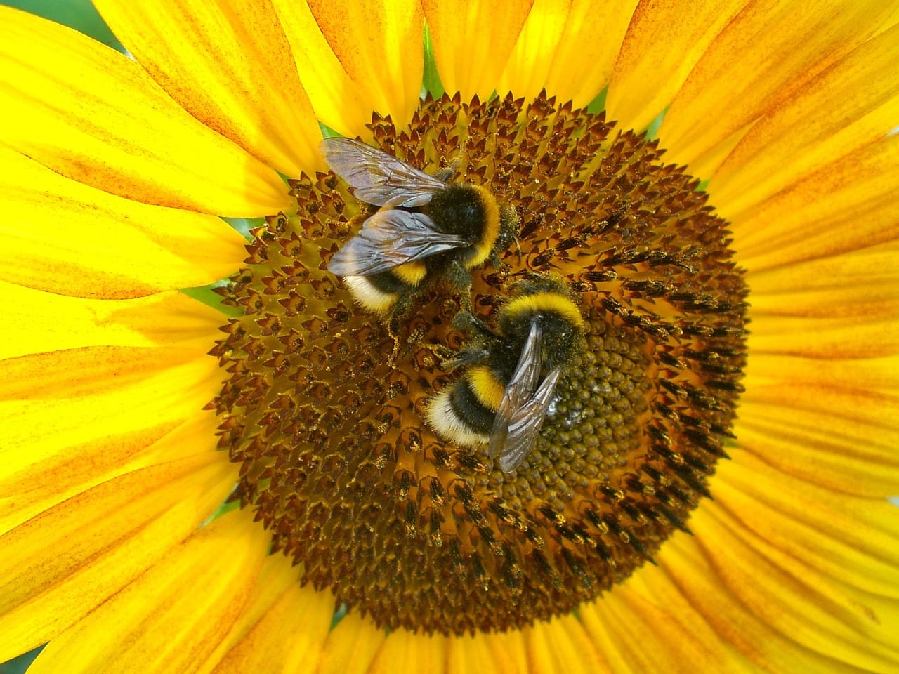 Abejas libando en la flor de un girasol