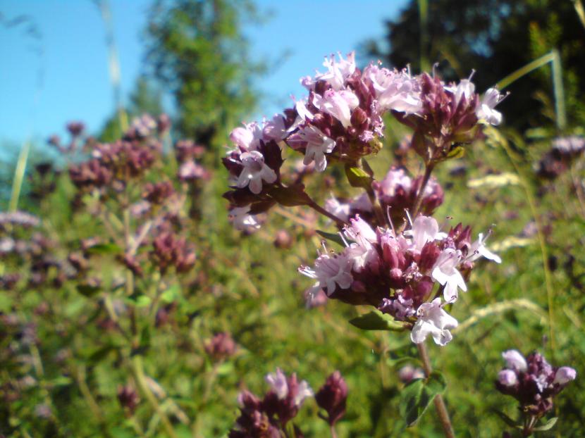 Flores de orégano en el huerto