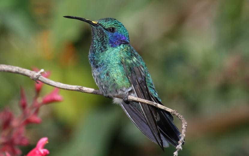 Colibrí libando en vuelo estacionario sobre una flor