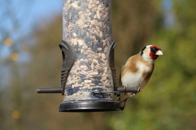 Jilguero europeo posado en una rama de un jardín