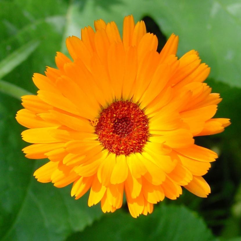Flor de caléndula, una de las plantas que atrae mariquitas al jardín