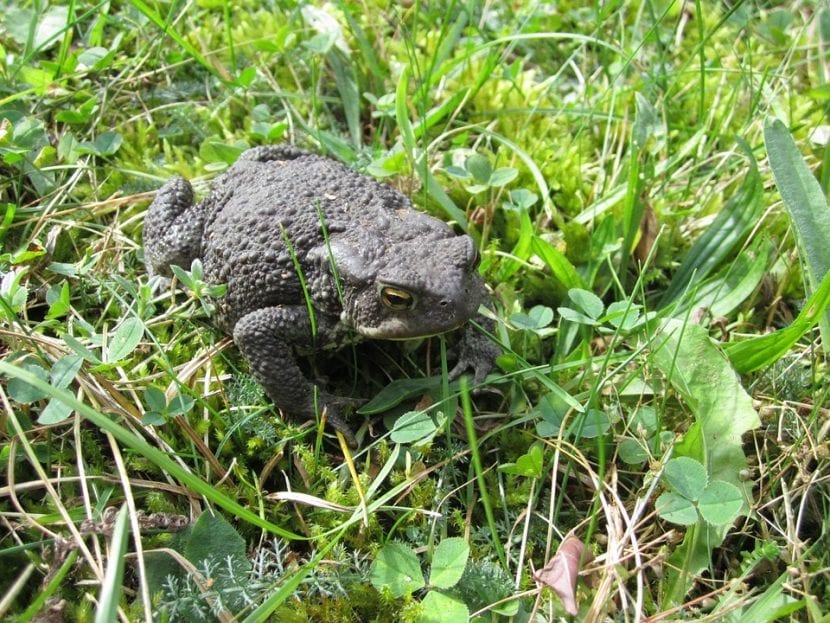 Sapo común en un rincón húmedo del jardín