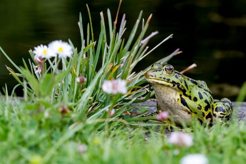 Sapo entre la vegetación de un jardín
