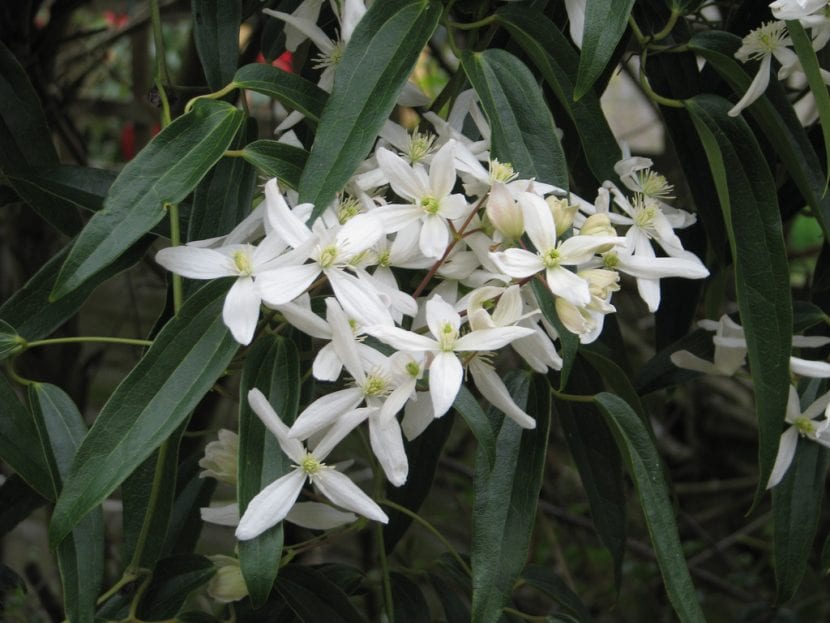 Flores de Clematis armandii cubriendo una estructura del jardín
