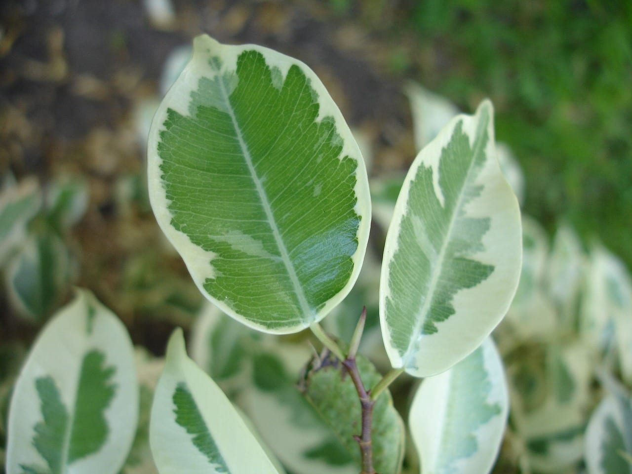 Detalle del follaje sano de un ficus