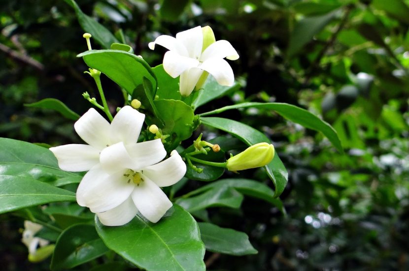 Gardenia en flor, una de las fragancias más intensas del jardín