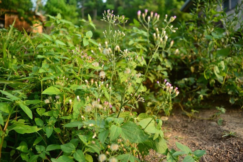 Malas hierbas creciendo entre las plantas del jardín
