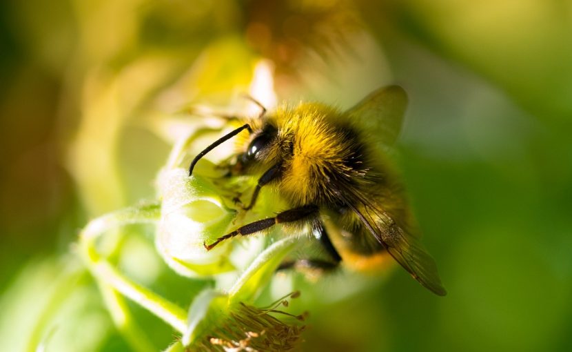 Abeja libando en una flor de un jardín