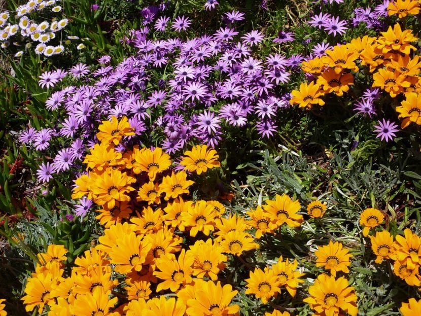 Macizo de flores con distintas alturas y colores en un jardín