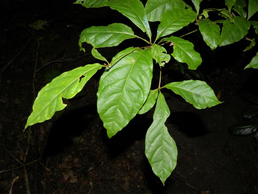 Ramas de árbol creciendo en horizontal, en capas superpuestas