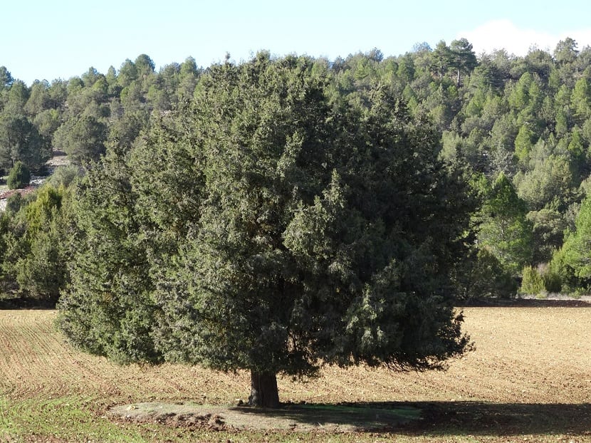 Ejemplar adulto de árbol sabina