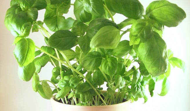 Planta de albahaca sana con hojas verdes y brillantes