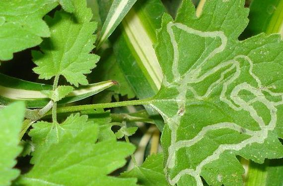 Problemas en las hojas de las plantas: causas y soluciones