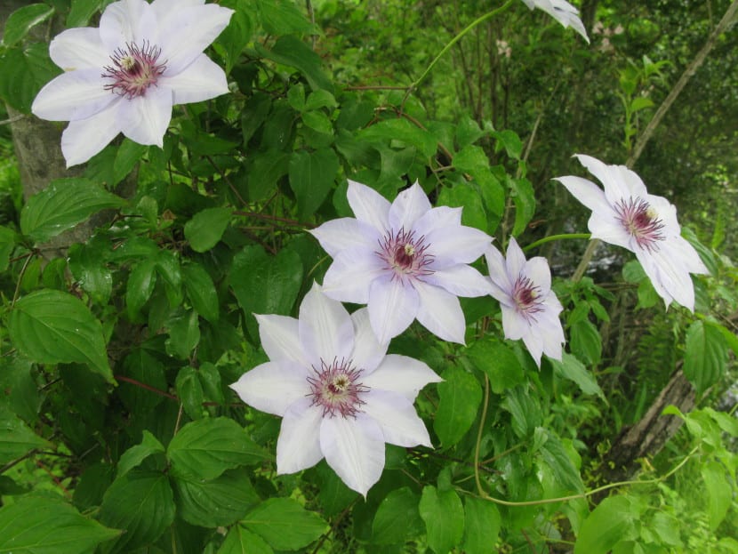 Flor de Clematis patens abierta sobre el emparrado
