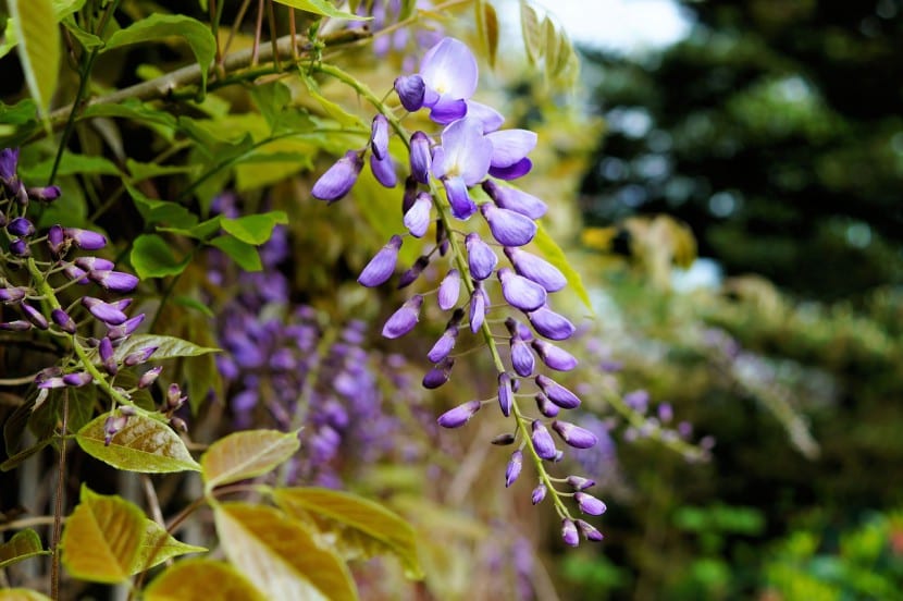 Glicinia en flor cubriendo una pérgola