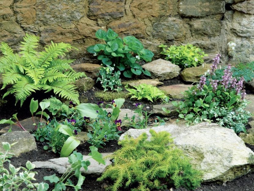 Rocalla de jardín con plantas entre piedras