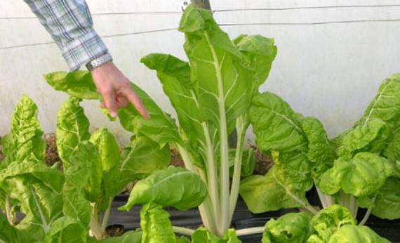 Mata de acelga con pencas blancas y hoja verde oscura