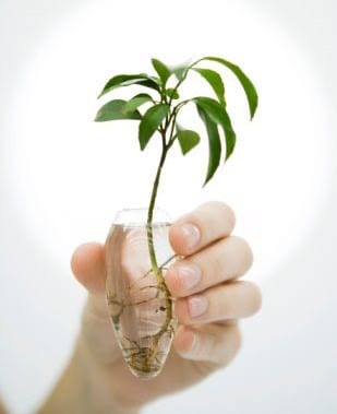 Planta de interior cultivada permanentemente en agua