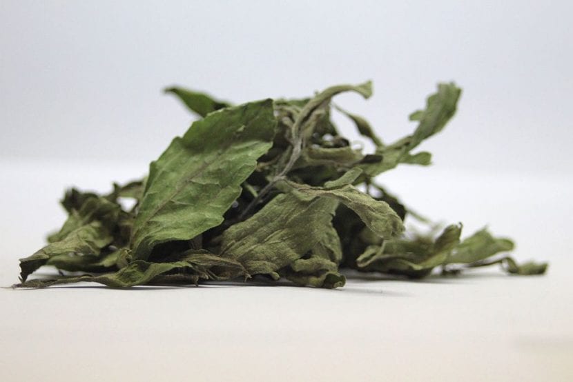 Hojas secas de Stevia rebaudiana listas para su uso