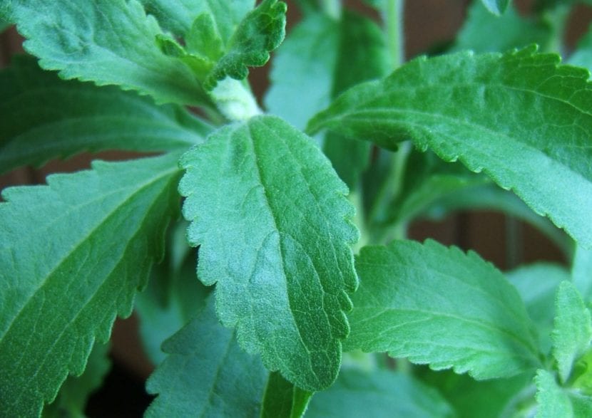 Planta de Stevia rebaudiana en cultivo