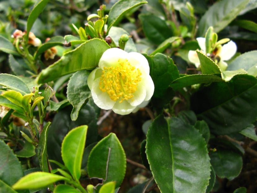 Hojas y flores de Camellia sinensis, la planta del té