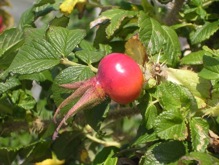 Frutos de Rosa rugosa o escaramujos maduros