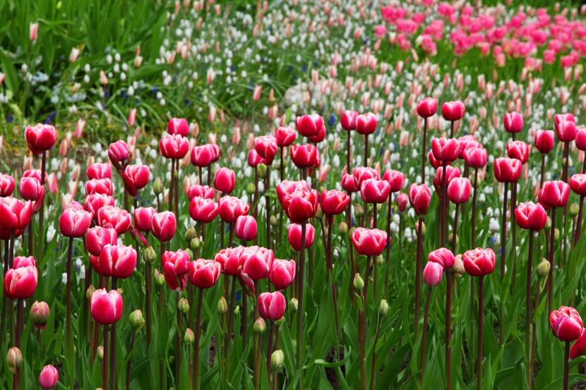 Tulipanes en flor en un macizo de jardín en primavera