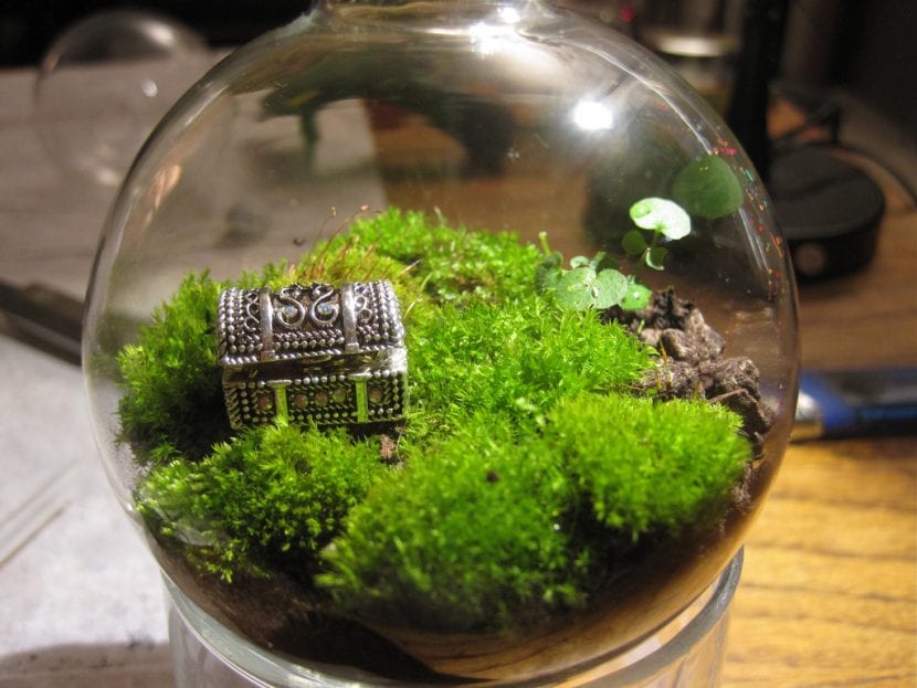 Terrario de cristal con plantas de interior sobre una mesa