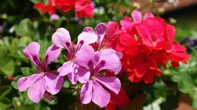 Geranios en floración